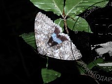 Ленточница голубая 001